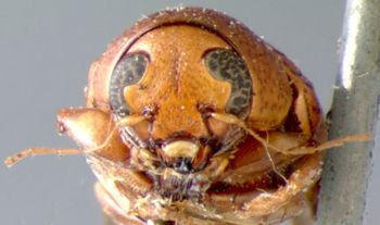Media type: image; Entomology 8797   Aspect: head frontal view